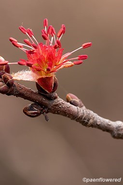 Male catkins